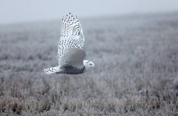 Snowy Owl in flight, north central Washington