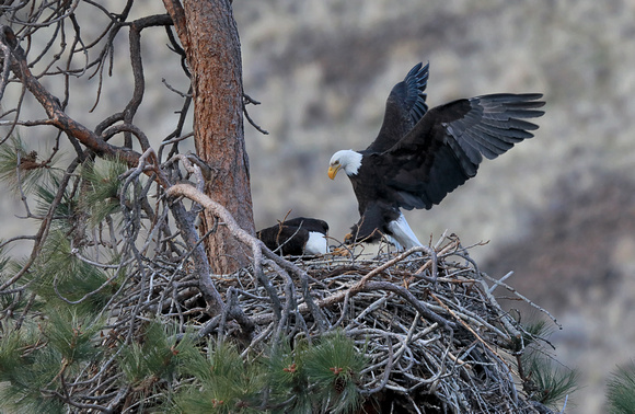 Bald Eagle landing at nest, eastern Washington