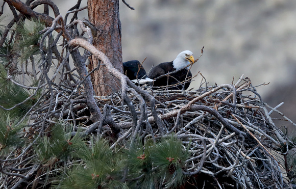 Bald Eagle arranging stick at nest, eastern Washington