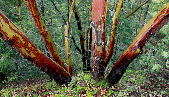 Pacific madrone tree, Gifford Pinchot National Forest, Washington