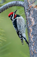 Pacific Northwest: Birds: Woodpeckers