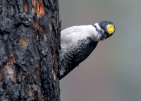 Black-backed Woodpecker male displaying yellow cap, eastern Washington