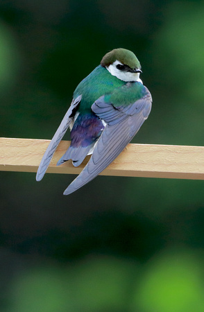 Violet-green Swallow, western Washington