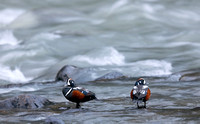 Harlequin ducks along river, eastern Washington
