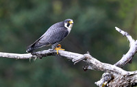 Peregrine Falcon perched on limb, western Washington