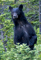 American black bear standing, Mt. Rainier National Park, Washington