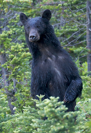 American black bear standing, Mt. Rainier National Park, Washington