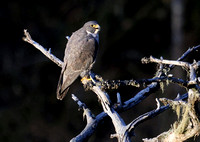 Peregrine Falcon perched, Gifford Pinchot National Forest, Washington