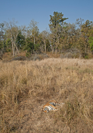 Tiger asleep in meadow, Kanha National Park, Madhya Pradesh, India