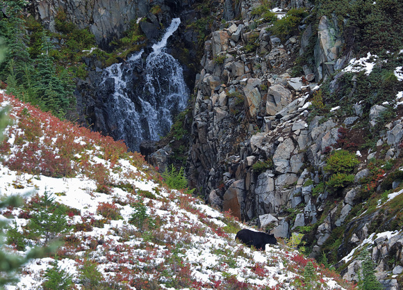 Black bear with waterfall and snow, Mt. Rainier National Park, Washington