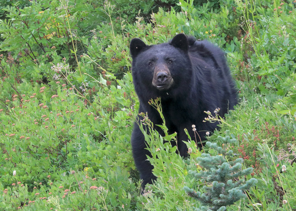 Black bear, Paradise area, Mt. Rainier National Park