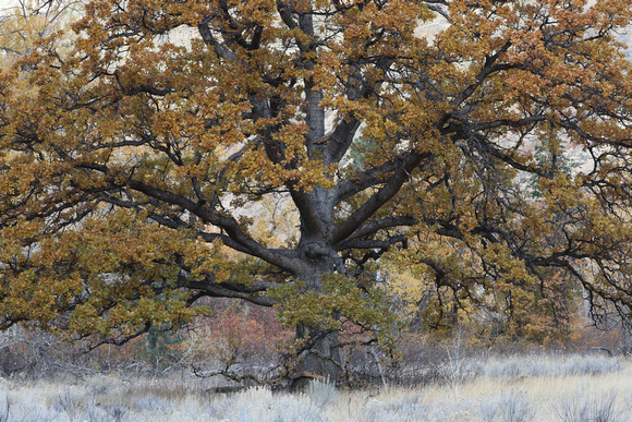 Oregon white (aka Garry) oak (Quercus garryana) tree in fall, eastern Washington