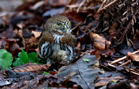 Northern Pygmy-Owl with Pine Siskin prey, Packwood, Washington