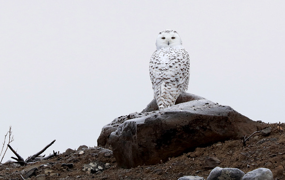Snowy Owl perched on rock, northern Washington