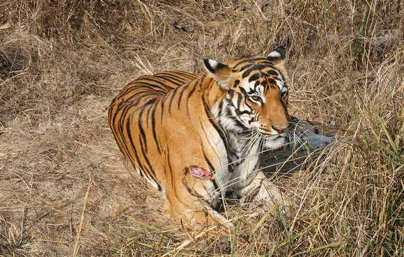 Wounded tiger in meadow, Kanha National Park, India