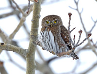 Northern Pygmy-Owl, Okanogan Valley, Washington
