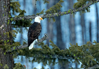 Bald Eagle adult perched in fir tree, Methow Valley, Washington