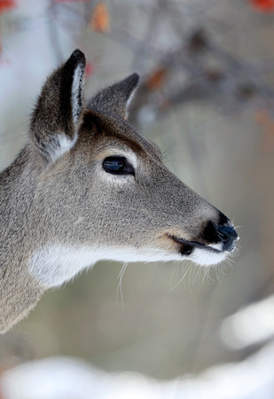 White-tailed deer portrait, Methow Valley, Washington