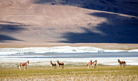 Kiangs (Tibetan wild ass), Tso Kar salt lake, Ladakh, Jammu and Kashmir, India