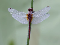 Striped Meadowhawk (Sympetrum pallipes) covered with dew, Gifford Pinchot Nat. Forest, Washington