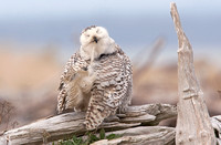 Snowy Owl preening, Washington coast