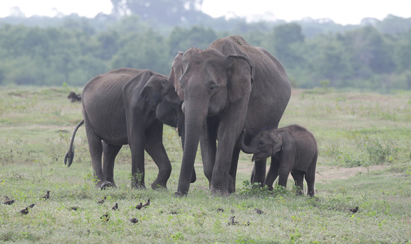 Elephant female and young, Udawalawe National Park, Sri Lanka