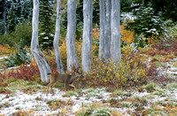 Black-tailed Deer with autumn snow, Mt. Rainier National Park, Washington