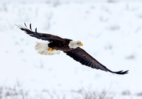 Bald Eagle in flight in snow (2), Okanogan Valley, Washington