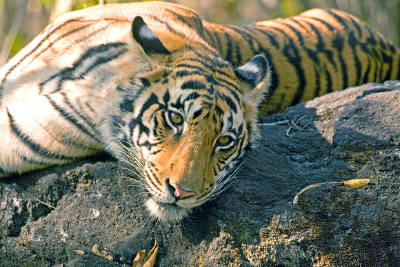 Female tiger on rock, Kanha National Park, India
