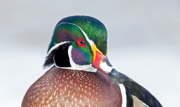 Wood Duck closeup, eastern Washington