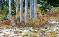 Black-tailed deer in autumn with snow, MRNP