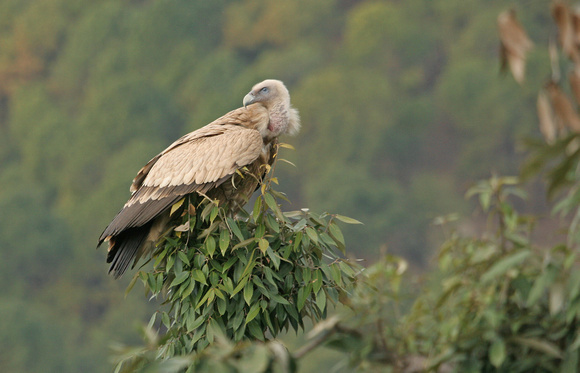 Himalayan Griffon (vulture), McCleod Ganj, Himachal Pradesh, India