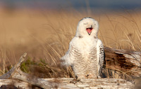 Snowy Owl yawning, Washington coast