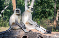 Northern plains gray langurs, Pench National Park, India