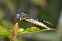 Common Hooktail dragonfly (Paragomphus lineatus), Kanha National Park, Madhya Pradesh, India