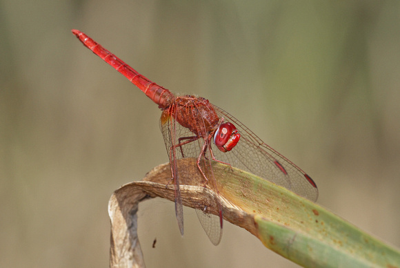 Scarlet Skimmer dragonfly (Crocothemis servilia), Banjar River, Kanha Nat Park, India