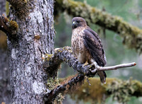 Red-tailed Hawk perched in forest, Mt. Rainier National Park, Washington