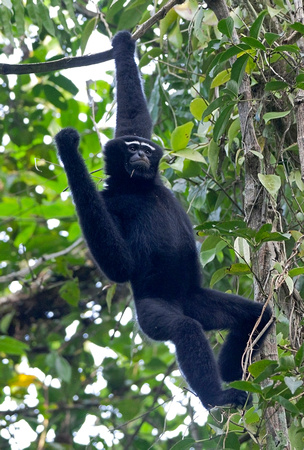 Western Hoolock Gibbon, Assam, India