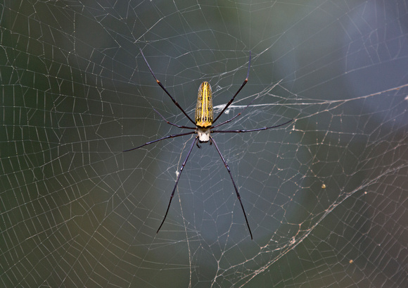 Giant Wood Spider (Nephrila pilipes), Kanha National Park, India