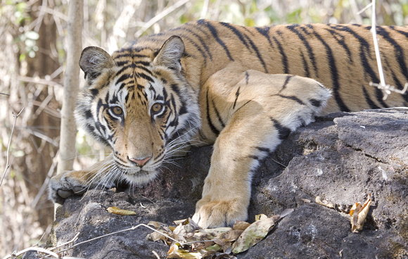Tiger on rock, Kanha National Park, Madhya Pradesh, India