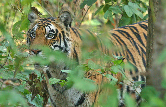 Tiger in dense jungle, Kanha National Park, India