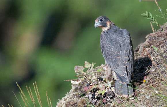 Peregrine Falcon juvenile, western Washington