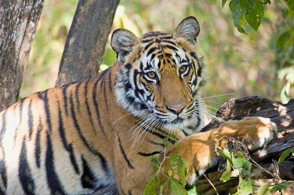 1 Female tiger in tree, Kanha National Park, India