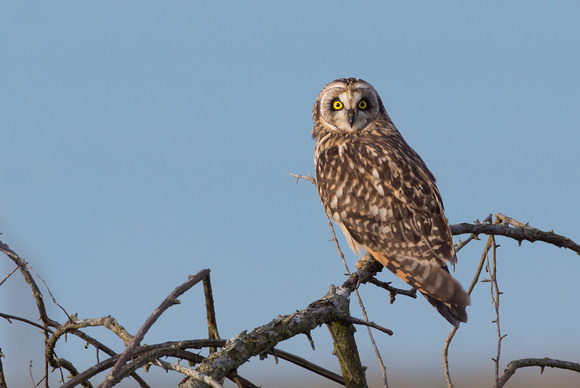 Short-eared Owl, Skagit Flats, Washington