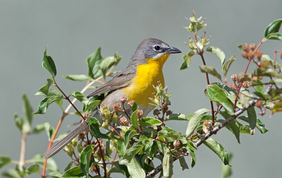 Yellow-breasted Chat, eastern Washington