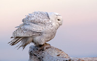 Snowy Owl fluffed out, Washington coast