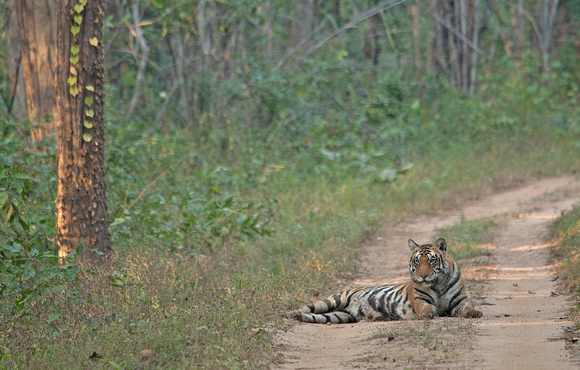 Tiger resting on dirt road, Kanha National Park, India