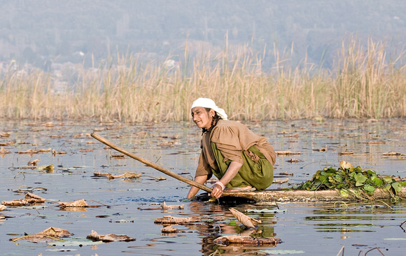 Woman harvesting aquatic plants, Dal Lake, Kashmir, India
