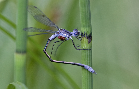 Northern Spreadwing (Lestes disjunctus) with water mites, Gifford Pinchot National Forest, Washington