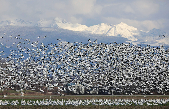 Snow Geese in flight, Skagit Valley, Washington